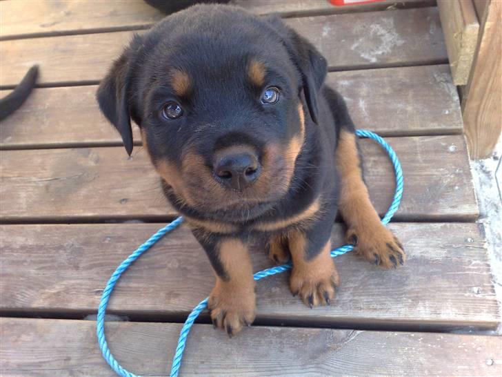 Rottweiler house of chaiyos basse    *RIP 2009* - Så er der kun 2 uger til jeg skal hjem !  billede 4