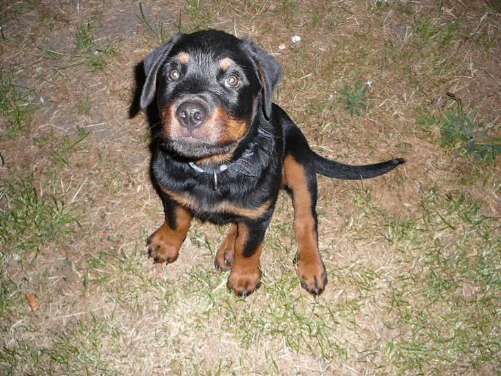 Rottweiler house of chaiyos basse    *RIP 2009* - Frisk bill fra idag d 18/6. Jeg er ved og blive stor. hehe billede 5