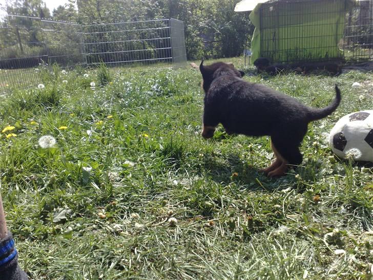 Rottweiler house of chaiyos basse    *RIP 2009* billede 6