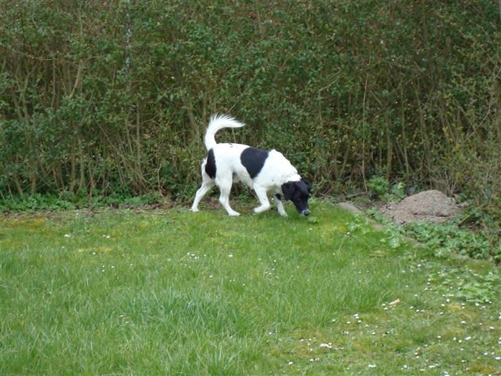 Blanding af racer Fido R.I.P - Snif.. Snif.. billede 5