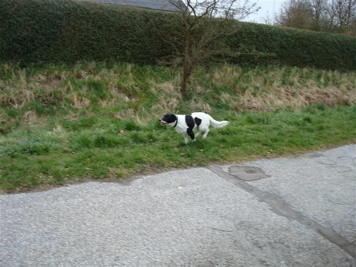 Blanding af racer Fido R.I.P - Øj, hvor skal det gå hurtigt!! Jeg skal TISSE!!! billede 6