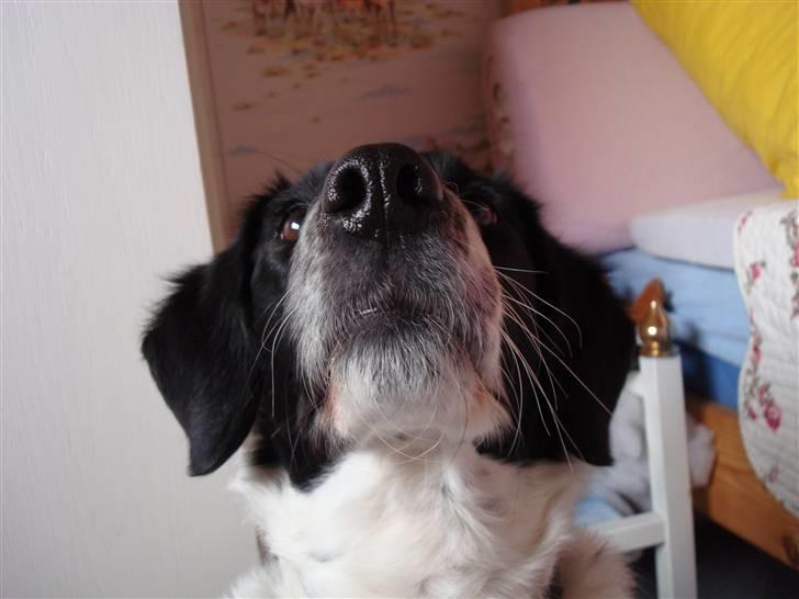 Blanding af racer Fido R.I.P - Kyssemule <33 billede 7