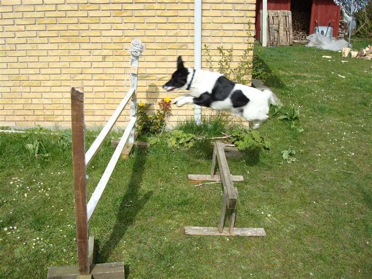 Blanding af racer Fido R.I.P - Meget flot :O! billede 8