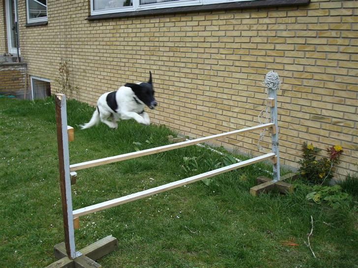 Blanding af racer Fido R.I.P billede 9