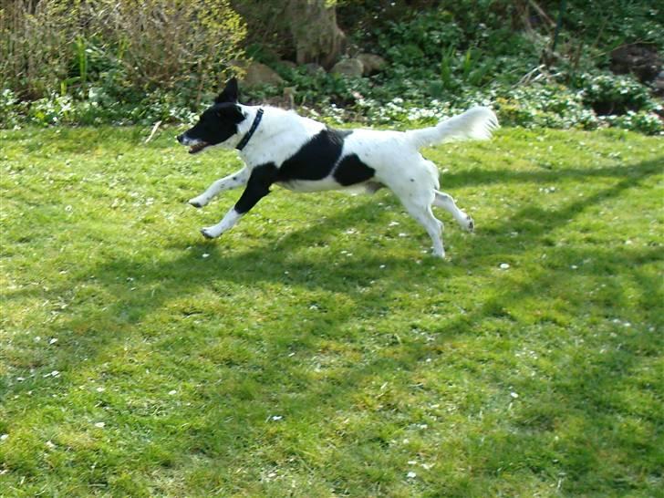 Blanding af racer Fido R.I.P billede 10