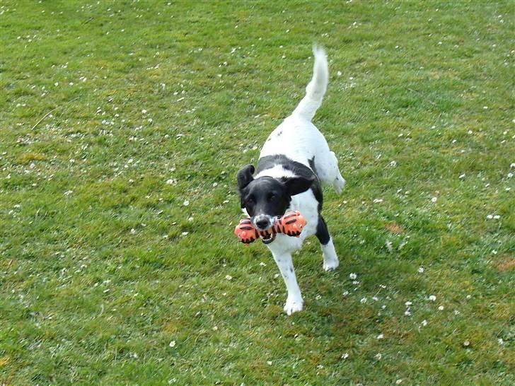 Blanding af racer Fido R.I.P billede 11