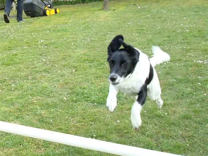 Blanding af racer Fido R.I.P billede 12