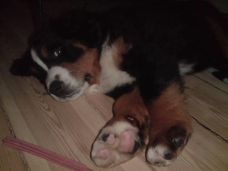 Berner sennenhund Luna - Første dag hos mine nye forældre.. billede 4