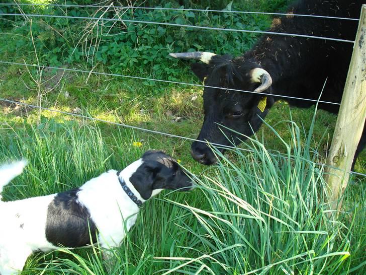 Blanding af racer Fido R.I.P - Stor hund, med horn billede 13