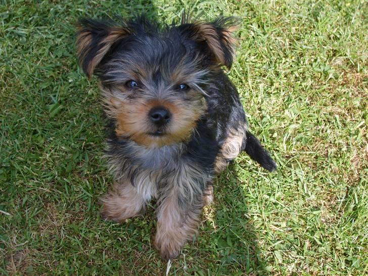 Yorkshire terrier Felix - Hej!!! Felix is my name!!! :o) billede 1