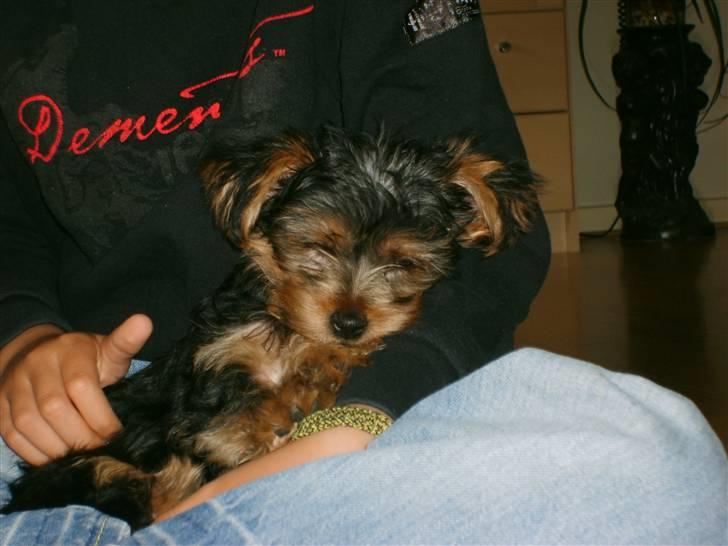 Yorkshire terrier Felix - Får lige en lille lur i armene. Det er så trygt og godt!!! billede 2