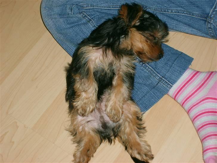 Yorkshire terrier Felix - Snoork!!! Gik lige omkuld her!!! Snork snork!! billede 3
