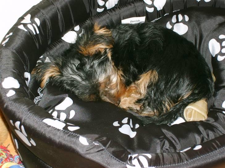 Yorkshire terrier Felix - Snoork...drømmer så godt!!!! billede 4