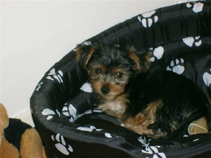 Yorkshire terrier Felix - Altså moster prøver at sove, så gider du lige....!!! billede 5