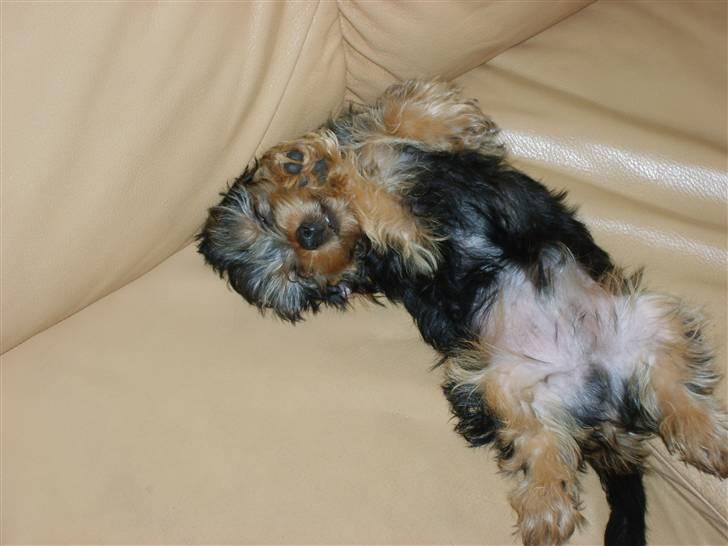 Yorkshire terrier Felix - En lur i sofaen siger man da ikke nej til!! :o) billede 6
