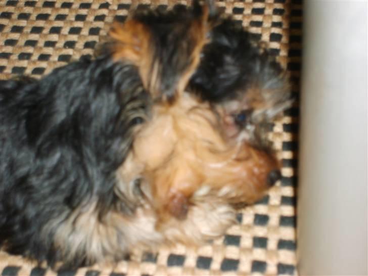 Yorkshire terrier Felix - Yumi yumi smager godt!!! billede 7