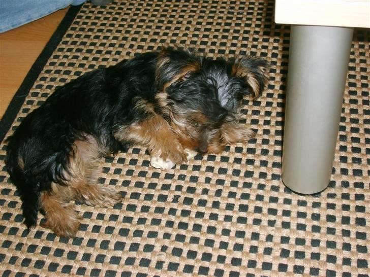 Yorkshire terrier Felix - Gufle smaske!! Anmeldelse af kødben følger senere...!!!! :o) billede 8