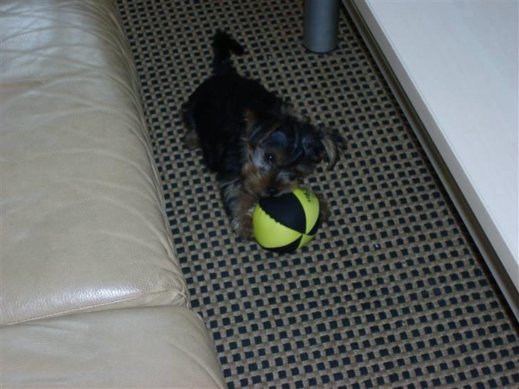 Yorkshire terrier Felix - okey okey, i behøver ikke at plage, så stiller jeg da op på landsholdet!!!! Er bare så dygtig med en bold. Guldmedaljen er hjemme!!:o) billede 9