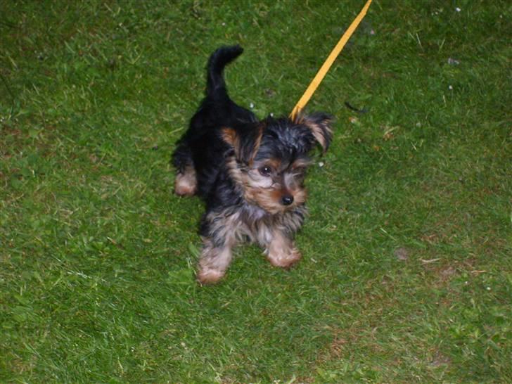 Yorkshire terrier Felix - Sagde du noget?? Hva hva.....!!! billede 10