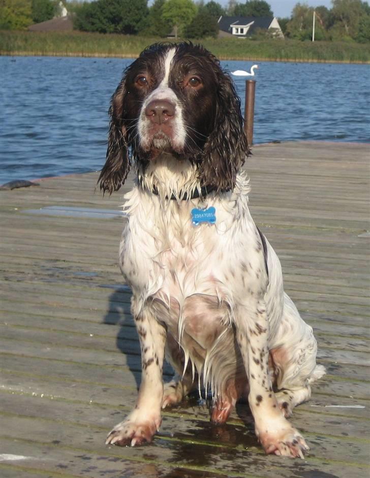 Engelsk springer spaniel Oscar  31.01.1999 - 08.02.2013 - 24. september 2008 billede 17