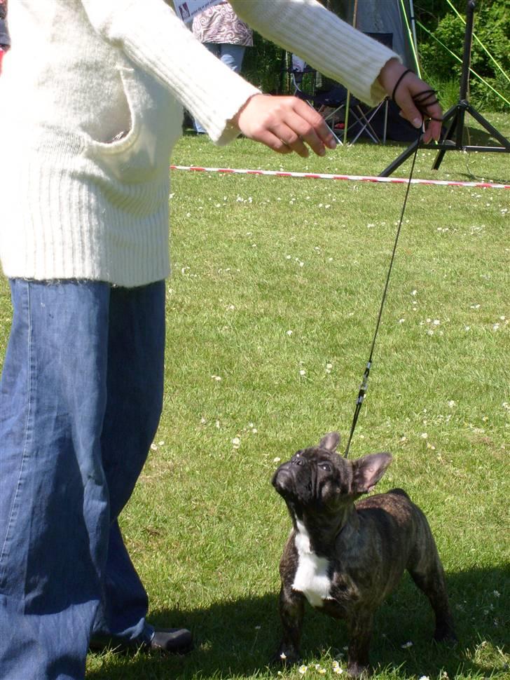 Fransk bulldog Lancome's Øyja billede 20