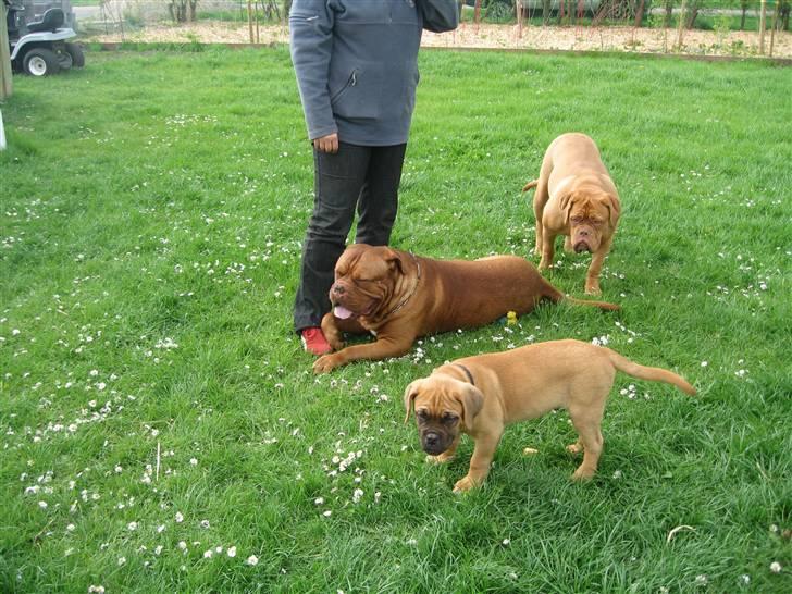 Dogue de bordeaux Bob - Havde lige legekammerater på besøg :o) billede 16