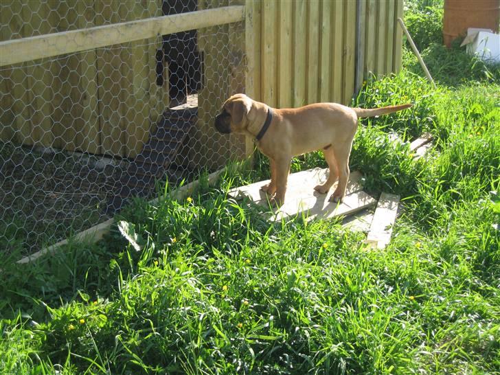 Dogue de bordeaux Bob - Holder godt øje med mine høns. billede 17