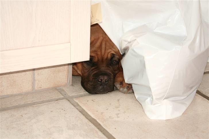 Dogue de bordeaux Bob - I kan ikke finde mig... billede 18