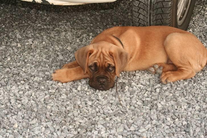 Dogue de bordeaux Bob - Så smuk. billede 19