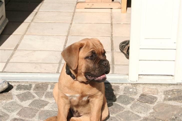 Dogue de bordeaux Bob - Mit hus! billede 20