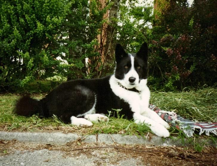 Karelsk bjørnehund King *død* - Så bliver der passet på græsset, der ligger til tørring. billede 10