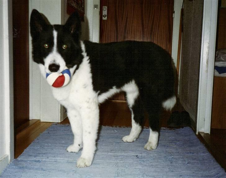 Karelsk bjørnehund King *død* - Sjældent billede af leg med bold billede 11