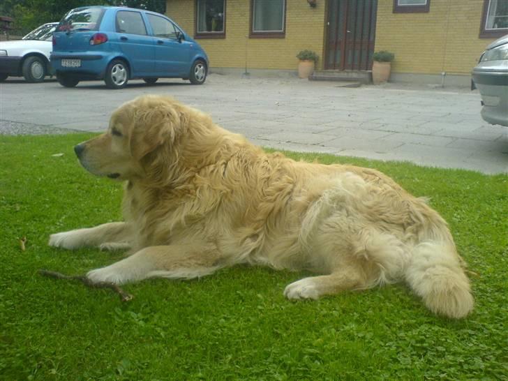 Golden retriever Olympus R.I.P <3 - Kigger efter nogle hunde billede 5