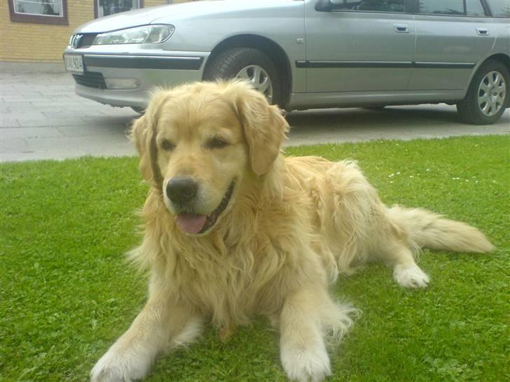 Golden retriever Olympus R.I.P <3 billede 6