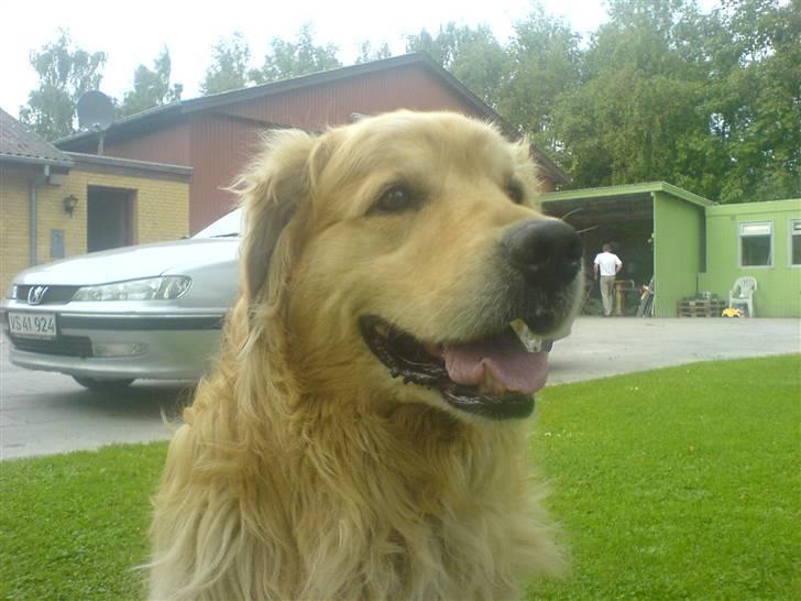 Golden retriever Olympus R.I.P <3 - Min dejlige dreng..<3 billede 7