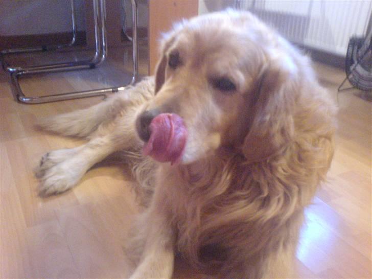 Golden retriever Olympus R.I.P <3 - Slikker sig om munden.. billede 8