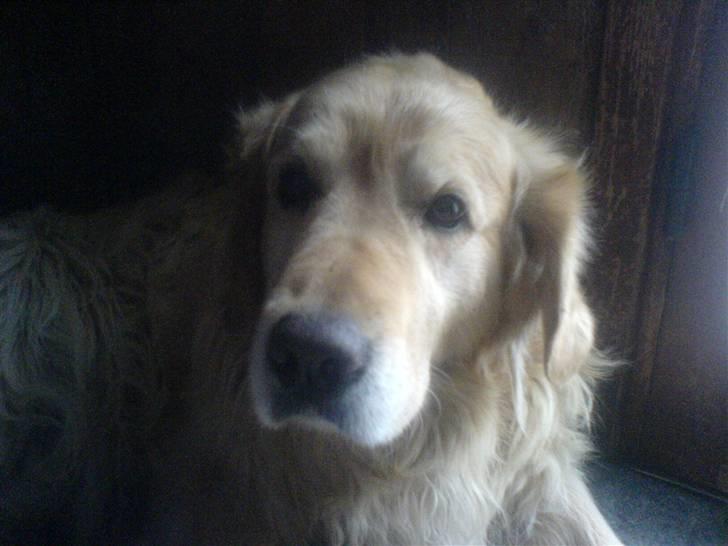 Golden retriever Olympus R.I.P <3 billede 9