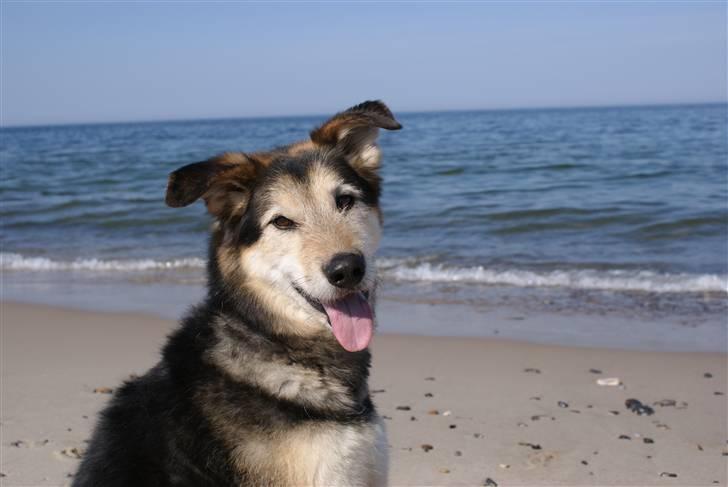 Blanding af racer Lucky - Westerhavet :D billede 12