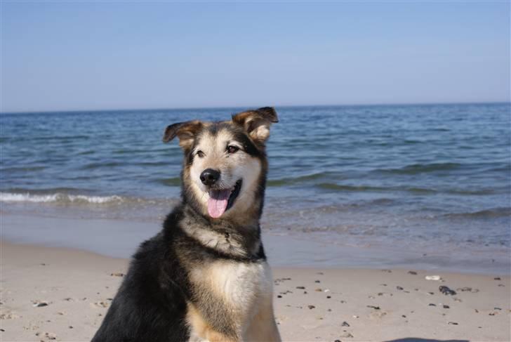 Blanding af racer Lucky - Lucky er kommet hjem... billede 13