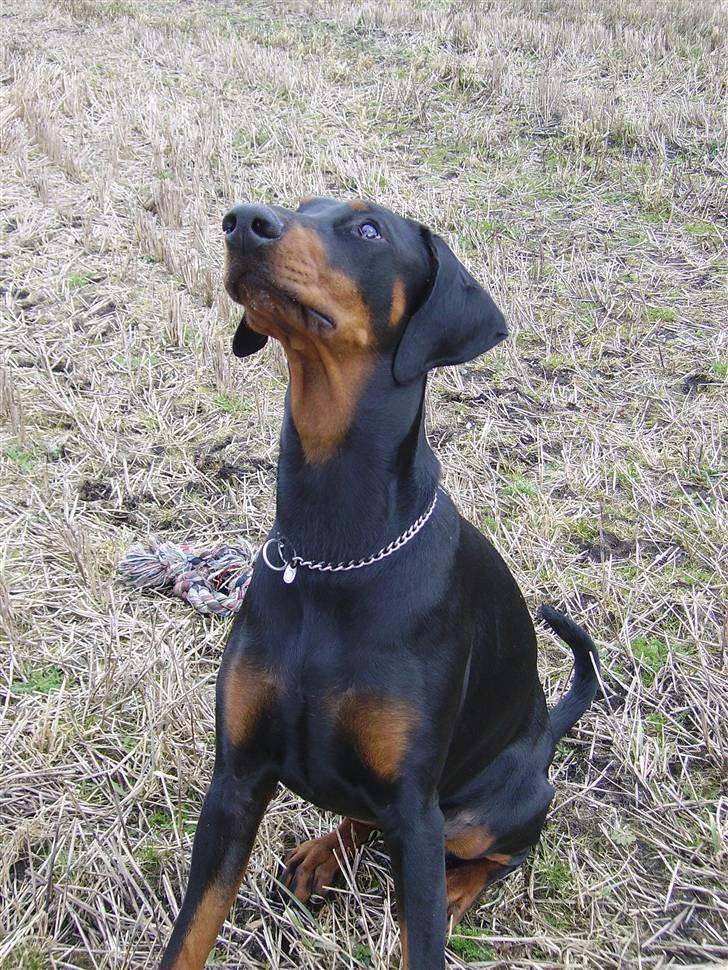 Dobermann Dina (Demi More) R.I.P. - Har du noget til mig?? billede 17