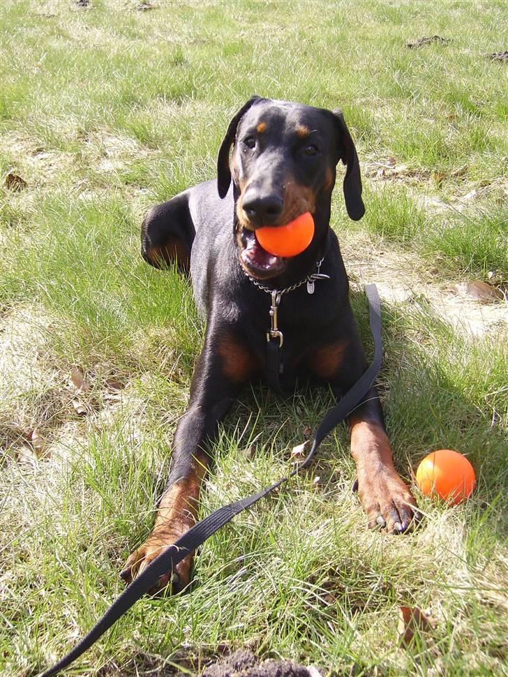 Dobermann Dina (Demi More) R.I.P. billede 18