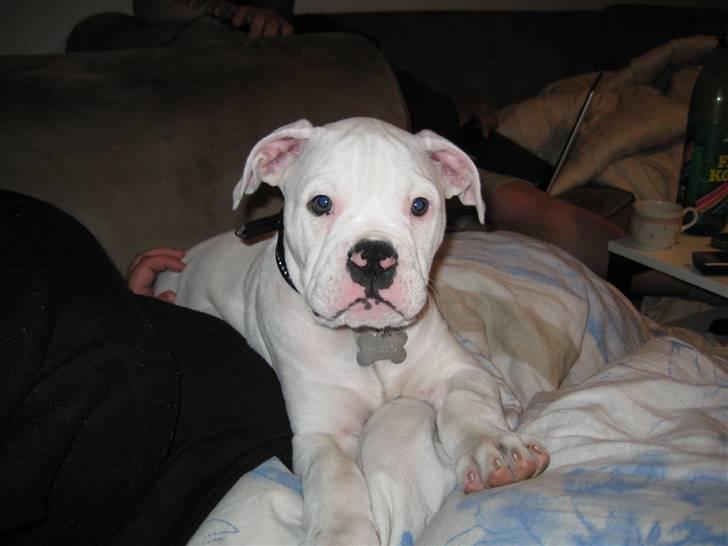 Blanding af racer pablo - min lille prins ;) billede 2