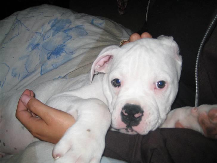 Blanding af racer pablo - helt færdig smile billede 3