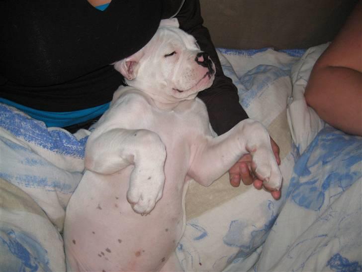 Blanding af racer pablo - godnat billede 4