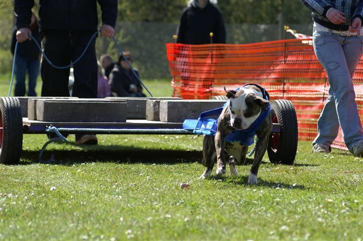 Amerikansk bulldog Bullslayer's Peaches billede 1