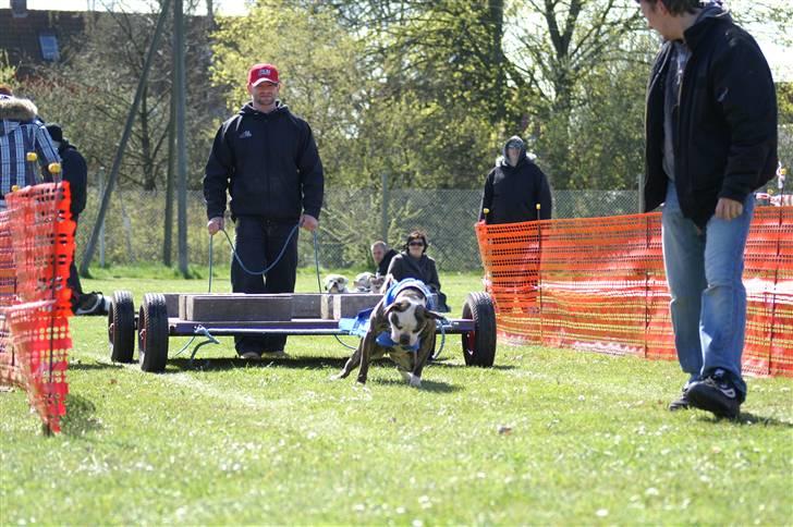 Amerikansk bulldog Bullslayer's Peaches billede 2