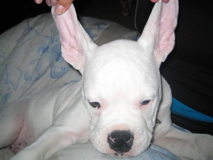 Blanding af racer pablo - lille flap øre billede 5