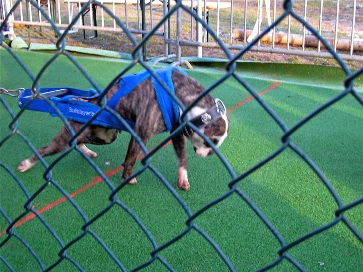 Amerikansk bulldog Bullslayer's Peaches billede 3