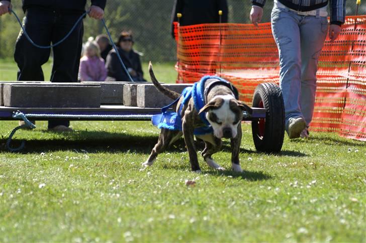 Amerikansk bulldog Bullslayer's Peaches billede 4