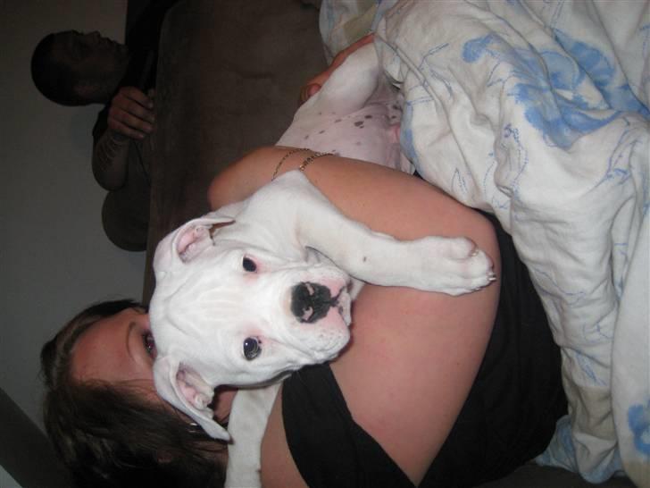 Blanding af racer pablo - putte babii billede 6